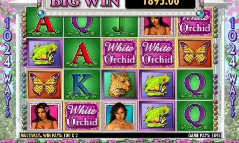 White Orchid Slot Free